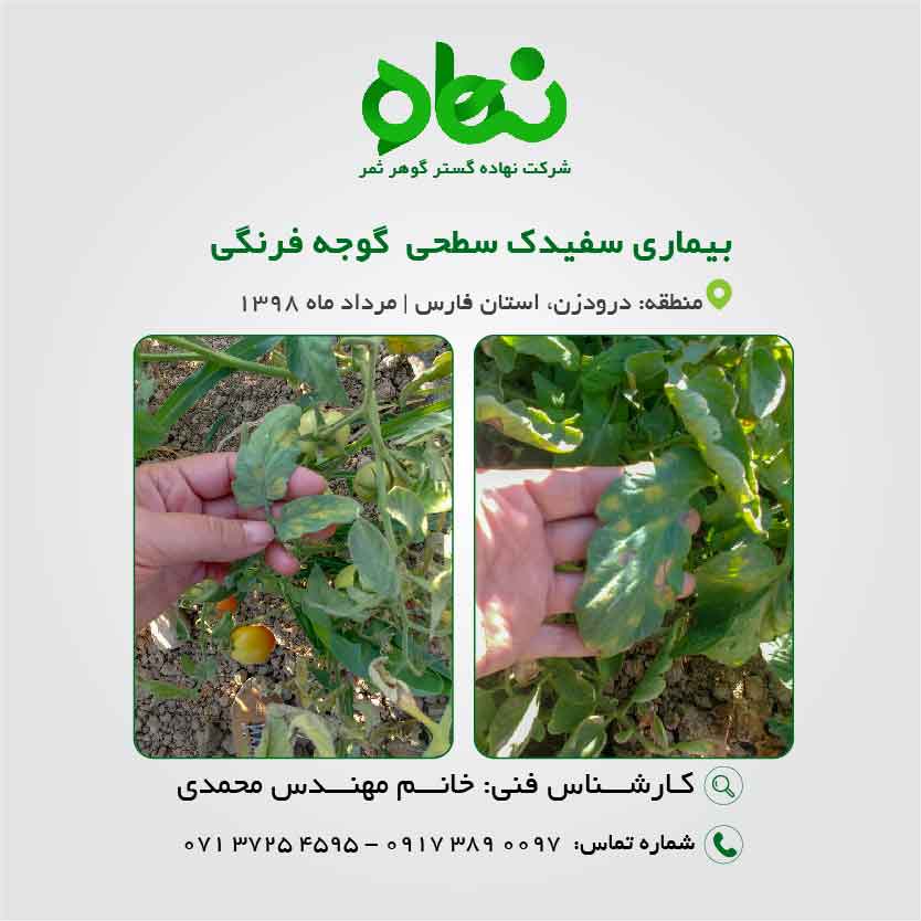 سفیدک سطحی گوجه فرنگی leveillula taurica